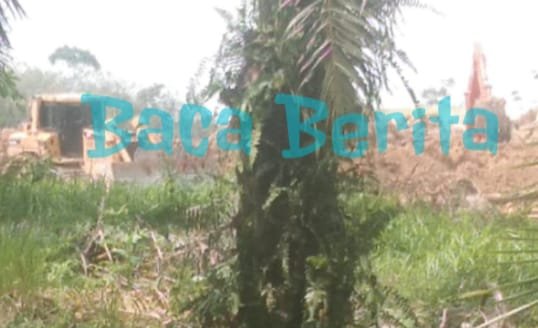 Tambang Ilegal Rambah Kawasan Hutan Lindung